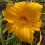 Hemerocallis 'Golden Prize' - Hémérocalle orange