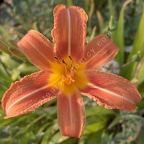 Hemerocallis fulva - Hémérocalle