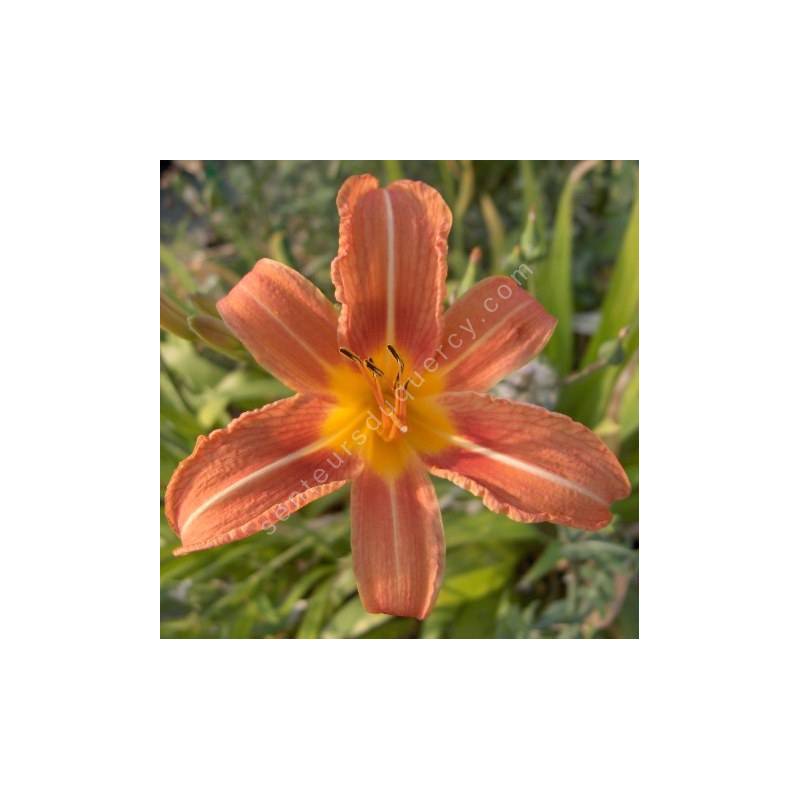 Hemerocallis fulva - Hémérocalle