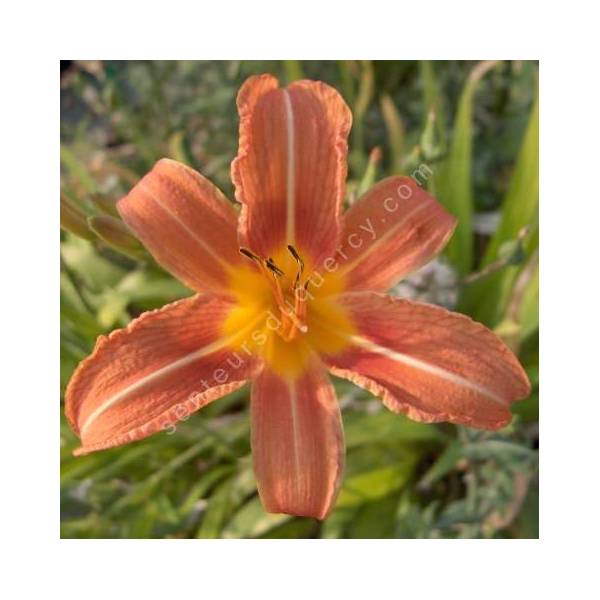 Hemerocallis fulva - Hémérocalle