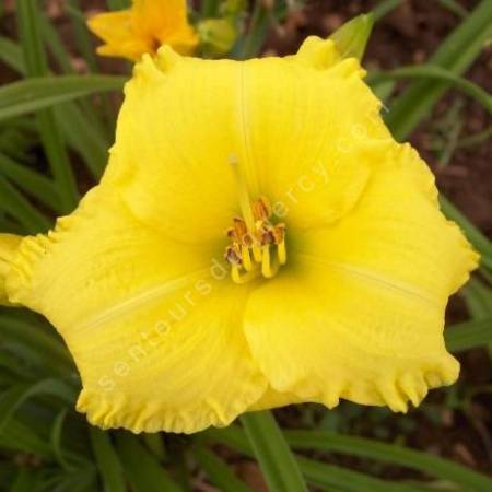 Hemerocallis 'Stella de Oro'