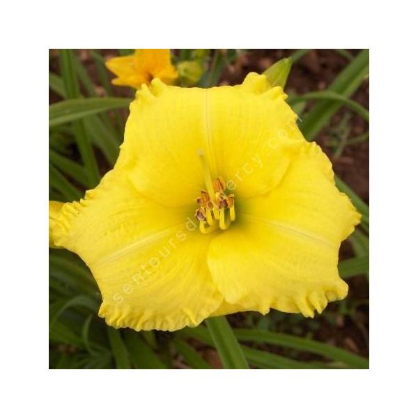 3X les jour Lily jaune Stella d'Oro Doro nain plante Hemerocallis sécheresse