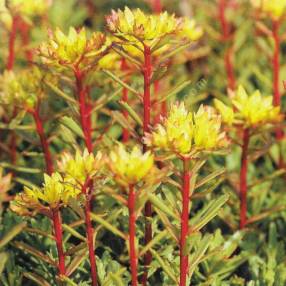 Sedum floriferum 'Weihenstephaner Gold' - Phedimus