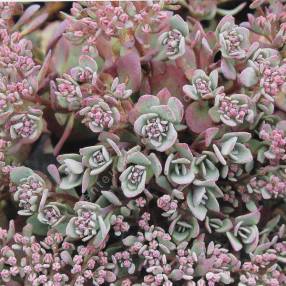 Sedum cauticola ‘Lidakense’