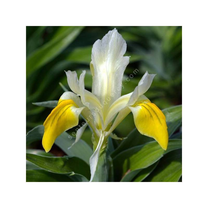 Iris bucharica