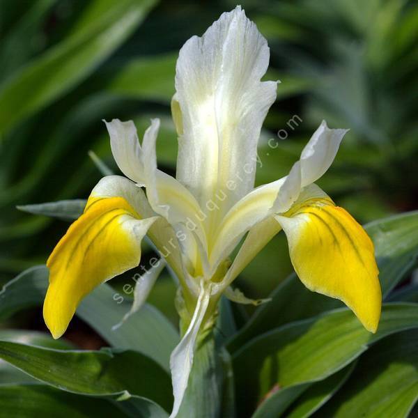 Iris bucharica Iris bucharica