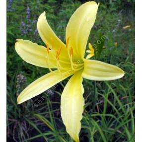 Hemerocallis citrina