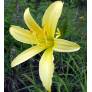 Hemerocallis citrina