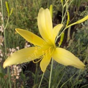 Hemerocallis citrina