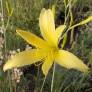 Hemerocallis citrina