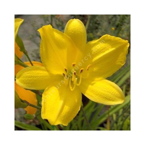Hemerocallis 'Corky' Hemerocallis 'Corky'