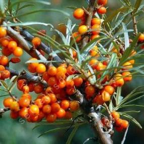 Hippophae rhamnoides - Argousier