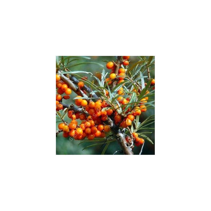 Hippophae rhamnoides - Argousier