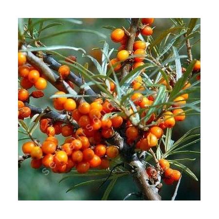 Hippophae rhamnoides - Argousier