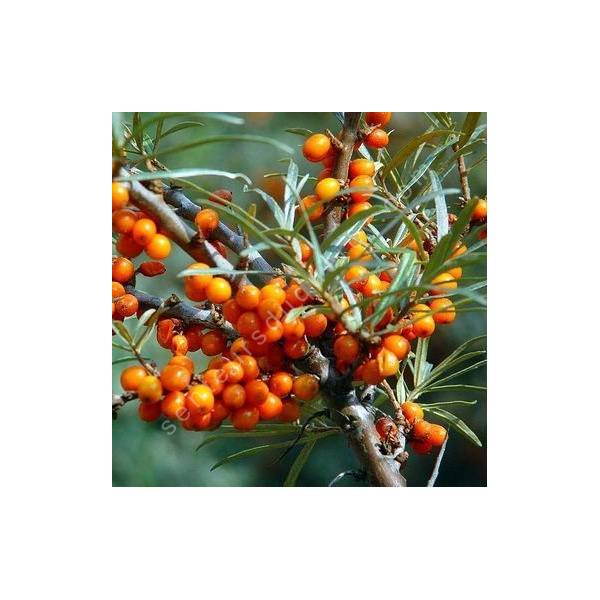 Hippophae rhamnoides - Argousier