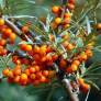 Hippophae rhamnoides - Argousier