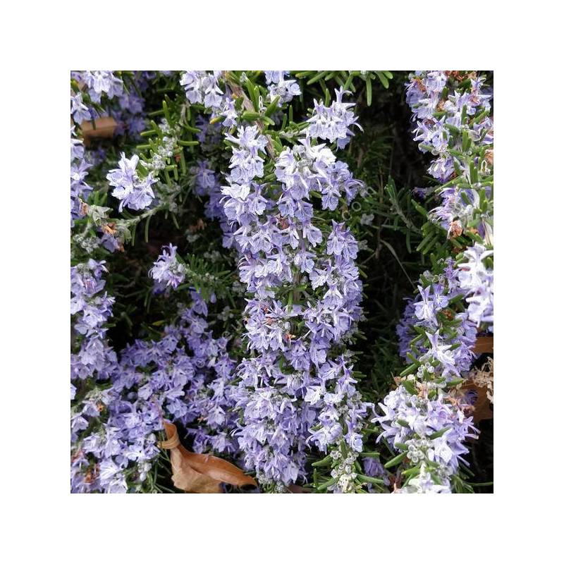 romarin-rampant-bleu-fonc-rosmarinus-officinalis-corsican-blue