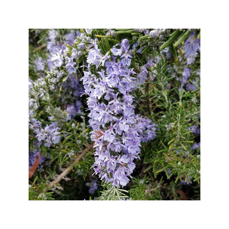 Rosmarinus officinalis 'Corsican Blue' - Romarin prostré