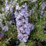 Rosmarinus officinalis 'Corsican Blue' - Romarin prostré