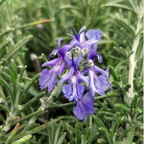 Rosmarinus officinalis 'Punta di Canelle' - Romarin