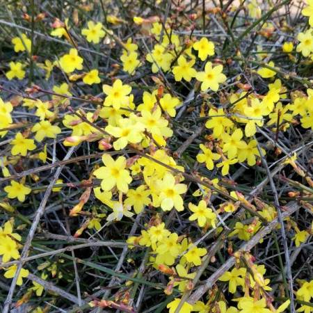 Jasminum nudiflorum - Jasmin d'hiver