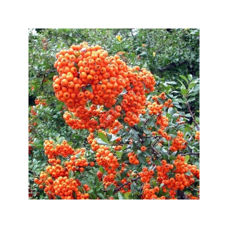 Pyracantha 'Orange Glow' - Buisson Ardent orange