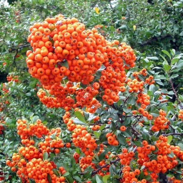 Pyracantha 'Orange Glow' - Buisson Ardent orange