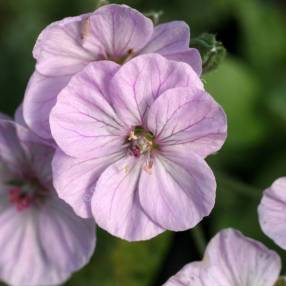 Erodium 'Sark' - Bec de grue