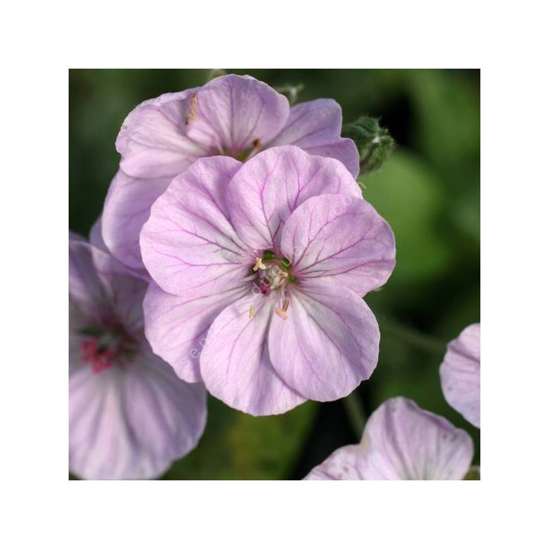 Erodium 'Sark' - Bec de grue