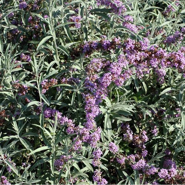 Buddleja alternifolia 'Argentea' - Arbre aux papillons à feuilles alternes argentées Buddleja alternifolia 'Argentea' - Arbre aux papillons à feuilles alternes argentées