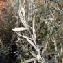 Buddleja alternifolia 'Argentea' - Arbre aux papillons à feuilles alternes argentées