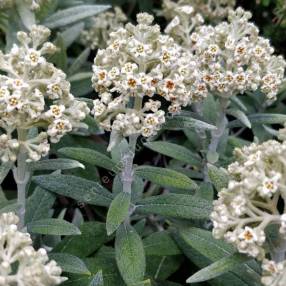 Buddleja loricata - Arbre à papillon