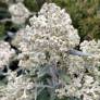 Buddleja loricata - Arbre à papillon