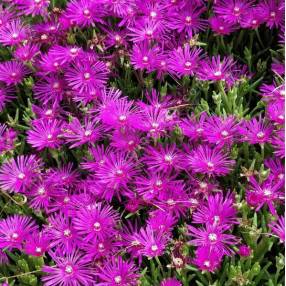 Delosperma 'John Proffitt' - Pourpier vivace rose