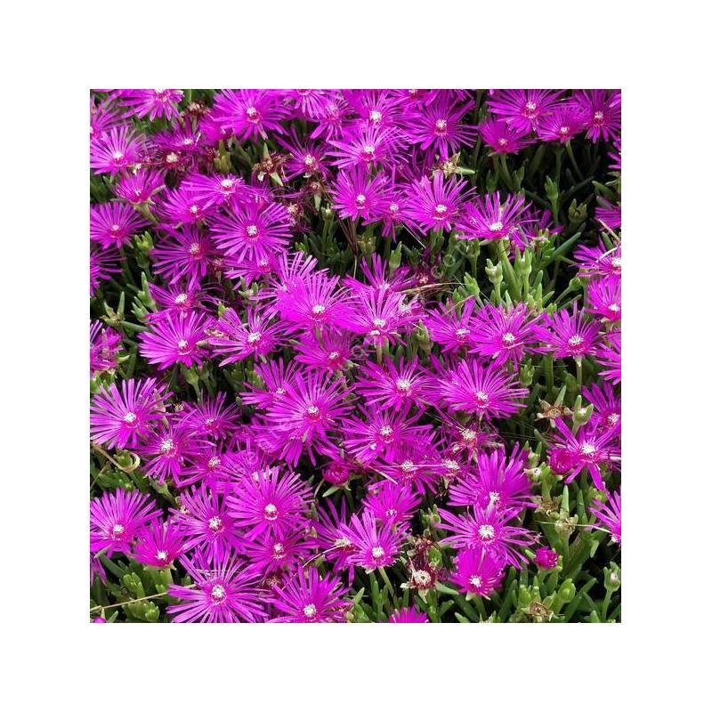 Delosperma 'John Proffitt' - Pourpier vivace rose