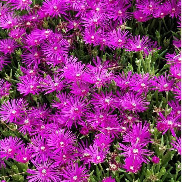 Delosperma 'John Proffitt' - Pourpier vivace rose