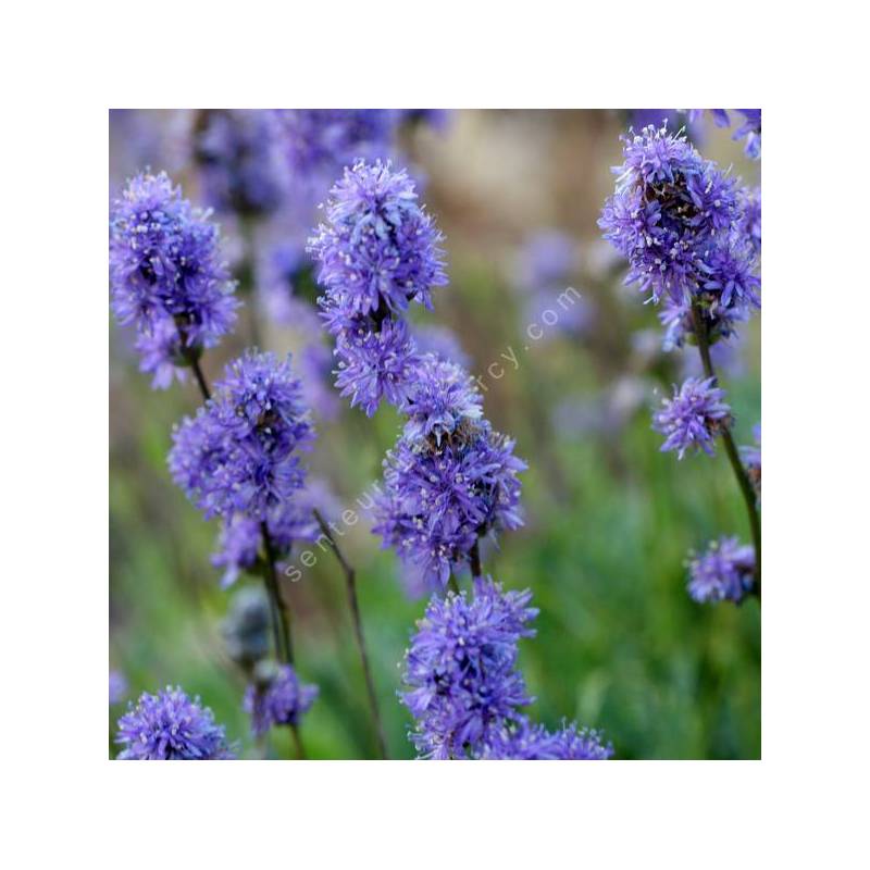 Globularia orientalis - Globulaire d’orient