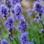 Globularia orientalis - Globulaire d’orient