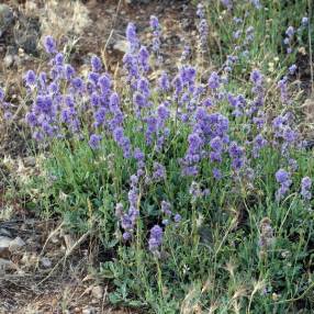 Globularia orientalis - Globulaire d’orient