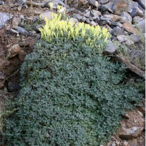 Scutellaria orientalis subsp. cretaceae - Scutellaire d'orient