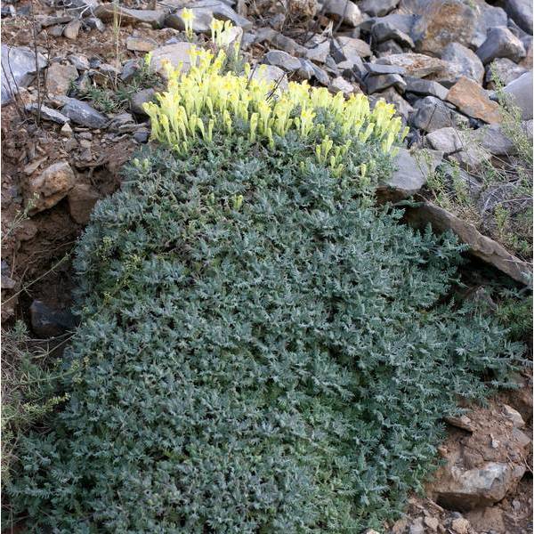 Scutellaria orientalis subsp. cretaceae - Scutellaire d'orient