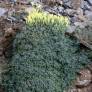 Scutellaria orientalis subsp. cretaceae - Scutellaire d'orient