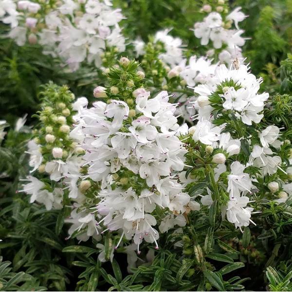 Satureja spicigera - Sarriette rampante blanche - vivace de jardin sec