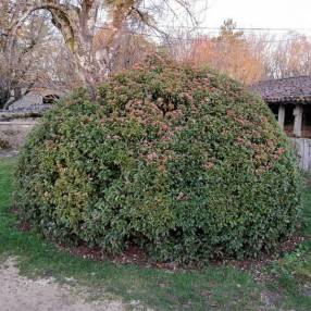 Viburnum tinus - Laurier-Tin