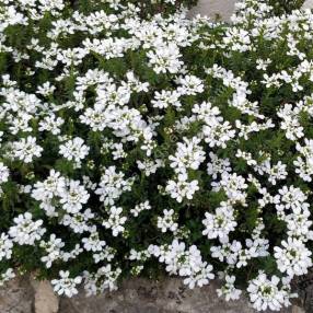 Iberis sempervirens -  Corbeille d'Argent