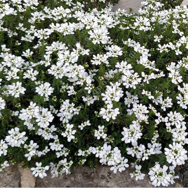 Iberis sempervirens - Corbeille d'Argent - plante vivace persistante