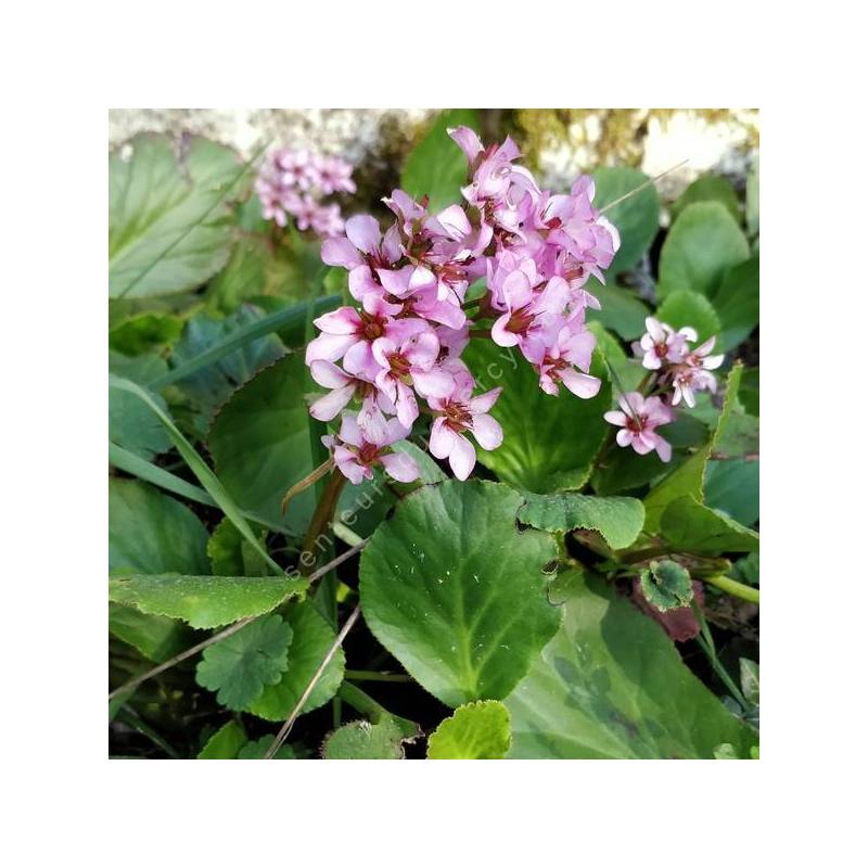 Bergenia cordifolia - Bergénie - plante des savetiers