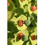 Euphorbia rigida, Euphorbe rigide