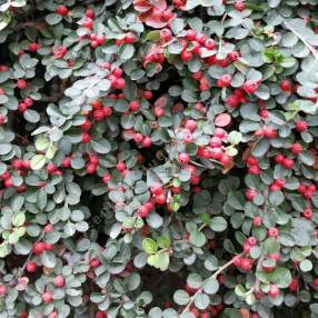 Cotoneaster horizontalis - Cotoneaster rampant