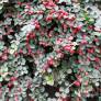 Cotoneaster horizontalis - Cotoneaster rampant